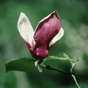 thumbnail for publication: Magnolia x soulangiana 'Purple Prince' 'Purple Prince' Saucer Magnolia